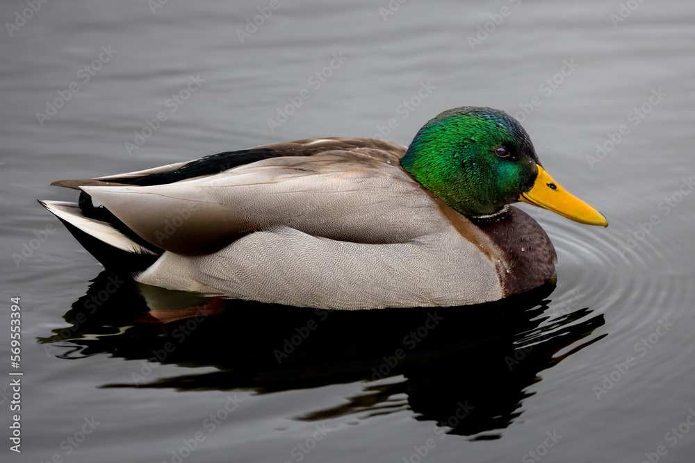 Fototapeta premium Mallard on the water