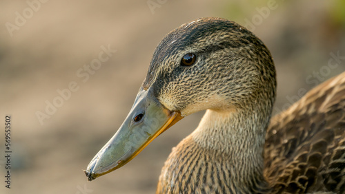 close up of a duck, Female
