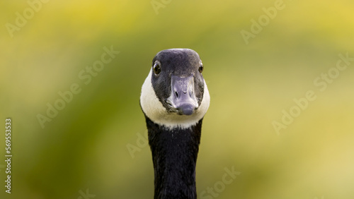 portrait of a goose