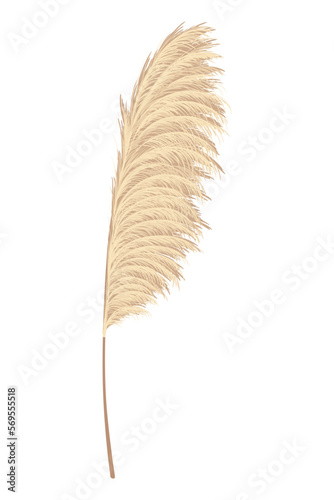 Pampas grass branches. Dry feathery head plumes, used in flower arrangements, ornamental displays, interior decoration, fabric print, wallpaper, wedding card. Golden ornament element in boho style