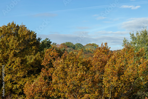 Fototapeta Naklejka Na Ścianę i Meble -  Mixed forest in the autumn season with different deciduous trees