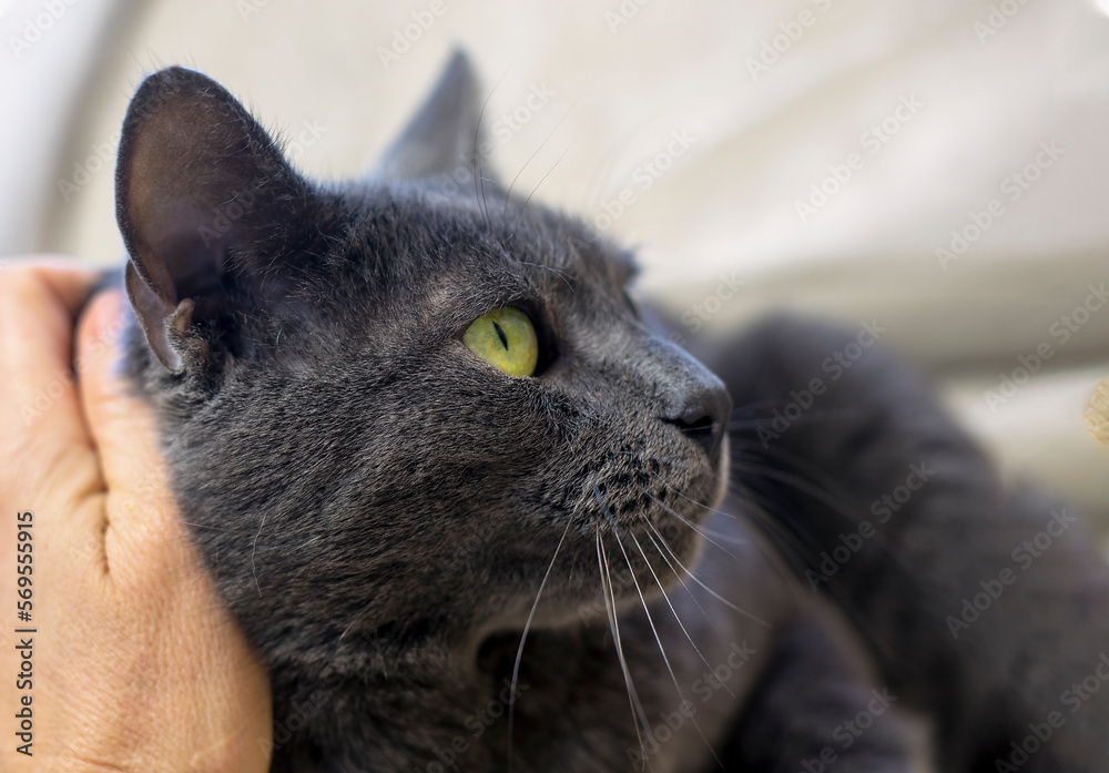 caressing a cute muzzle of a gray cat in profile with a female hand. horizontal