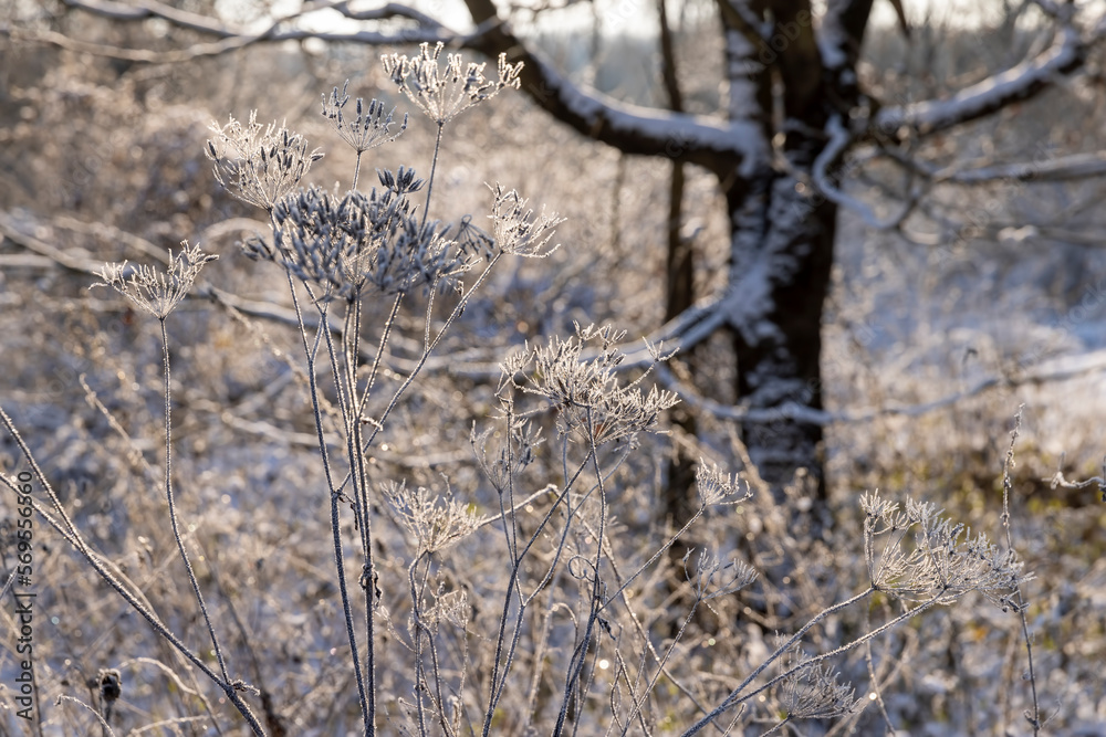 Obraz premium Bare deciduous trees in the forest in winter