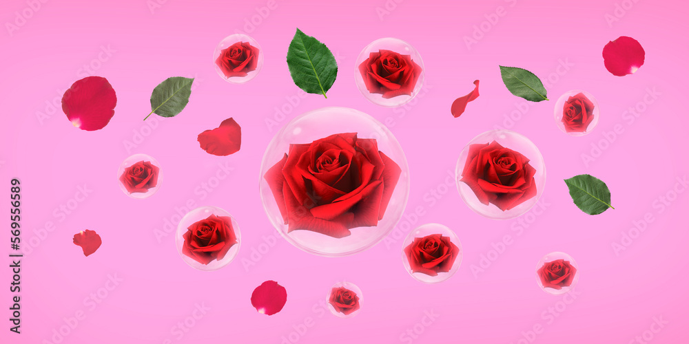 Red rose in bubble with green leaves and rose petals on pink background