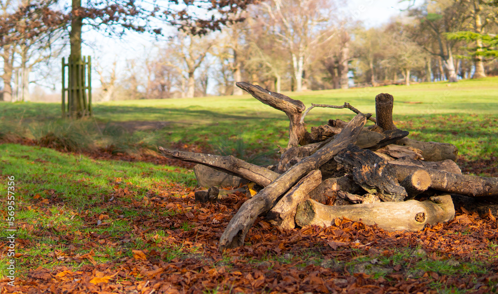 wooden trunks on the green grass in the park,wood harvesting wooden trunks on the green grass in the park,wood harvesting