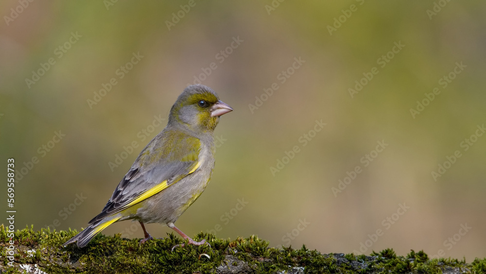 European Greenfinch. Yellow songbird sitting on a stump in the moss