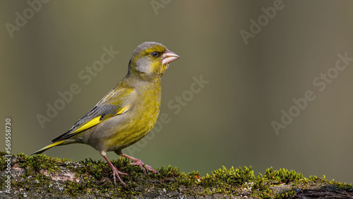 European Greenfinch. Yellow songbird sitting on a stump in the moss