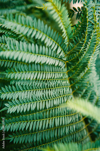 Wallpaper Mural Abstract nature background with green plant leaves Torontodigital.ca