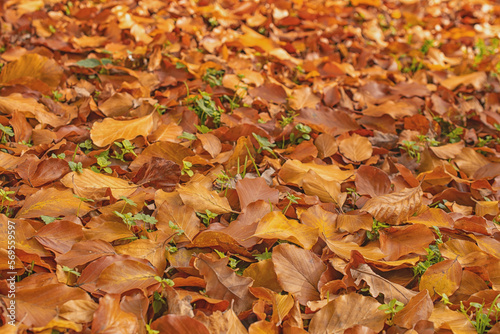 yellow fallen maple leaves in autumn 