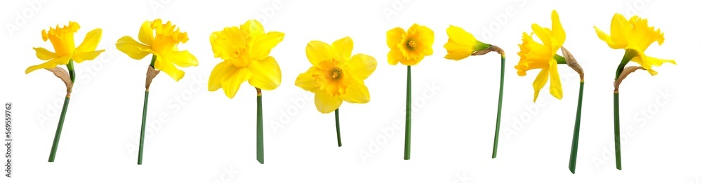 Yellow spring flowers daffodils isolated on white background. With clipping path. Flowers objects for design, advertising, postcards. Narcissus flowers - obrazy, fototapety, plakaty 