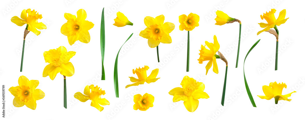 Yellow spring flowers daffodils isolated on white background. With clipping path. Flowers objects for design, advertising, postcards. Narcissus flowers