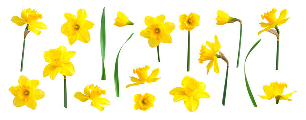 Yellow spring flowers daffodils isolated on white background. With clipping path. Flowers objects for design, advertising, postcards. Narcissus flowers