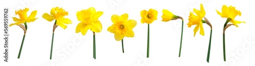 Fotografiet Yellow spring flowers daffodils isolated on white background
