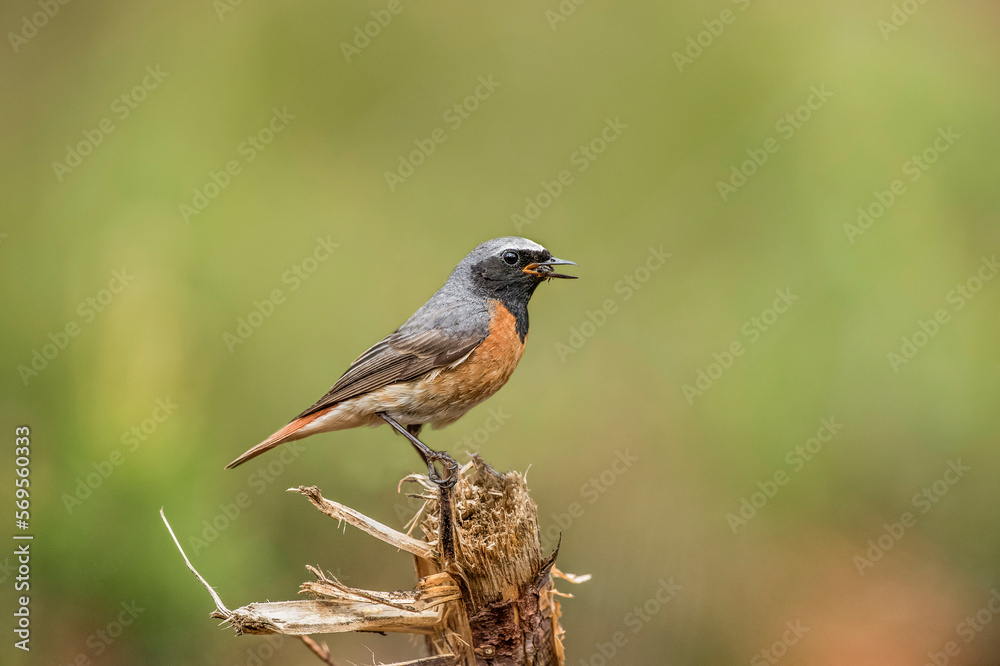 redstart, phoenicurus phoenicurus, male, perched on the branch of a tree in a forest in the summer in the uk redstart, phoenicurus phoenicurus, male, perched on the branch of a tree in a forest in the summer in the uk