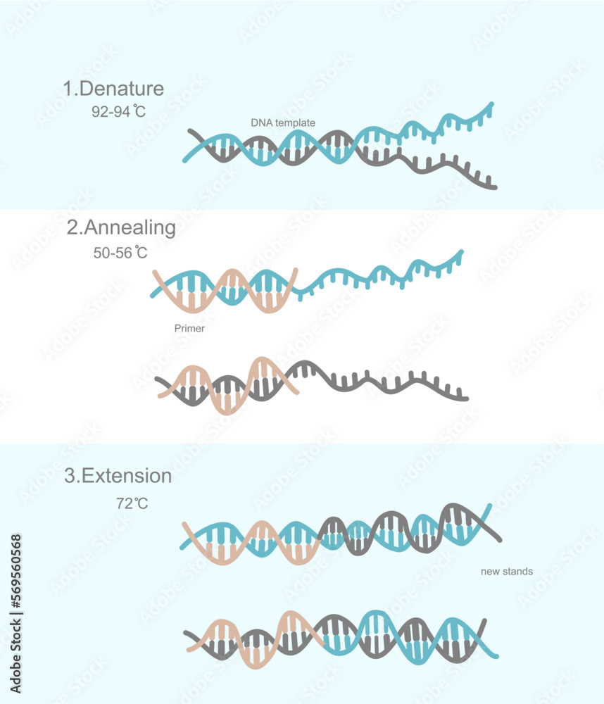 The three steps of Polymerase Chain Reaction (PCR) technique: Denaturation, Annealing and Extension for target DNA detection that shows the important reaction, reagent and temperature of each step.