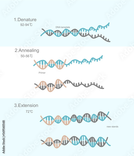 The three steps of Polymerase Chain Reaction (PCR) technique: Denaturation, Annealing and Extension for target DNA detection that shows the important reaction, reagent and temperature of each step. photo