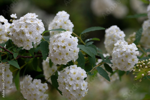 White spiraea meadowsweets bush in bloom. Buds and white flowers of germander meadowsweet. photo