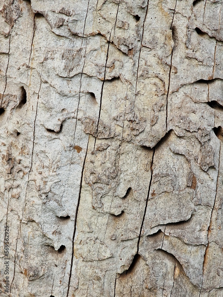 bark on old tree as background texture bark on old tree as background texture