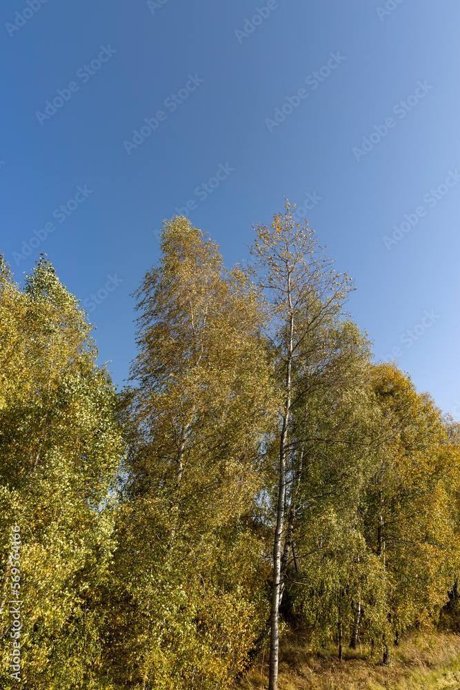 Fototapeta premium Yellowing birch foliage in October