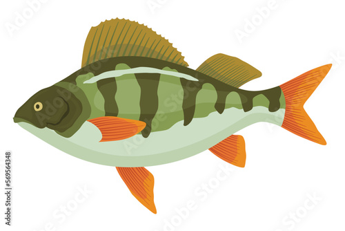 Fish sorts or types. Freshwater fish. Hand-drawn color illustration of inland fish. Commercial fish specie