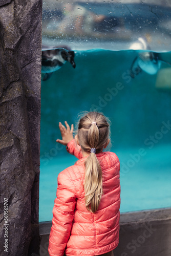 A girl plays through glass with two penguins at the Cologne Zoo