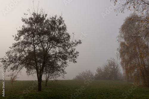 Wallpaper Mural Trees in the park at the end of autumn in cloudy dreary weather Torontodigital.ca