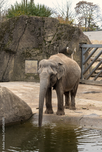 Lonely little elephant in the Cologne Zoo