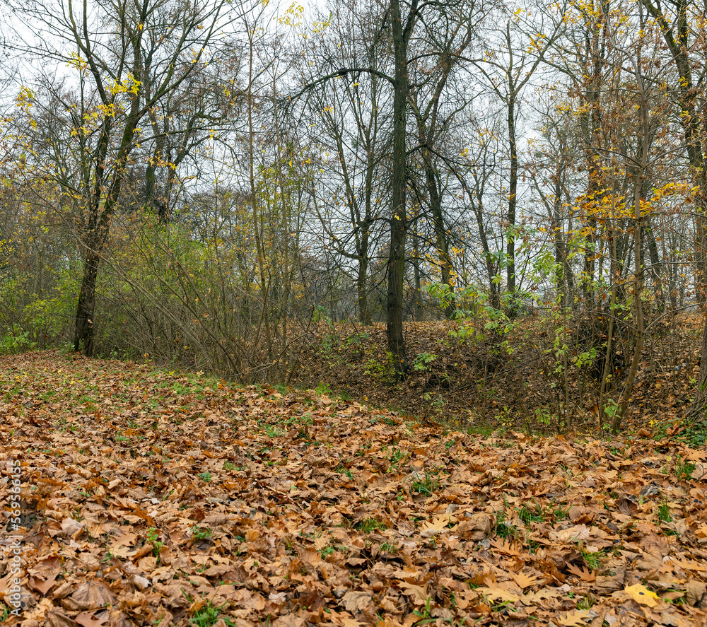 Dull orange foliage on trees in autumn cloudy weather Dull orange foliage on trees in autumn cloudy weather