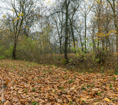 Dull orange foliage on trees in autumn cloudy weather