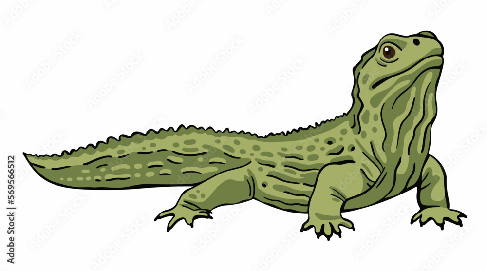 Fototapeta premium Tuatara vector illustration isolated on white