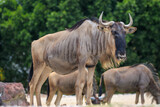 wildebeest in the zoo