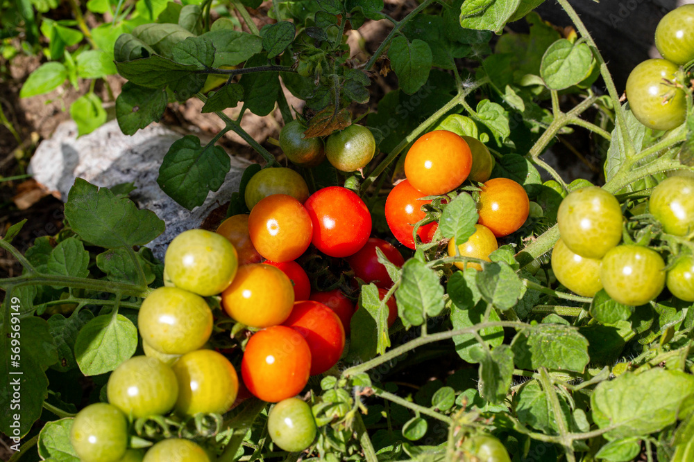 Growing and ripening cherry tomatoes in the summer at their summer cottage. Red and green small tomatoes, ripeness.