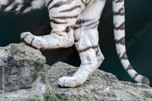 Back paws legs and tail of a white tiger with black stripes on fur standing on rock with dark blurred background
