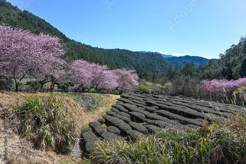 Taichung, Taiwan - FEB 26, 2020: Beautiful Cherry Blossoms in Wuling Farm,Taichung, Taiwan