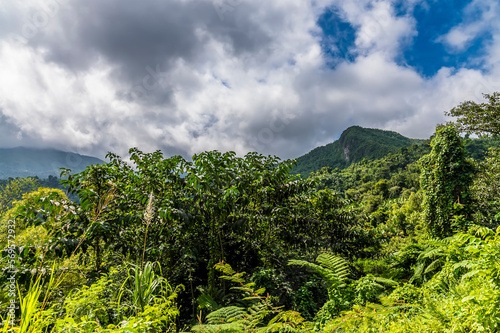 A view from the foothills towards the mountain peaks in the tropical rainforest in Puerto Rico on a bright sunny day
