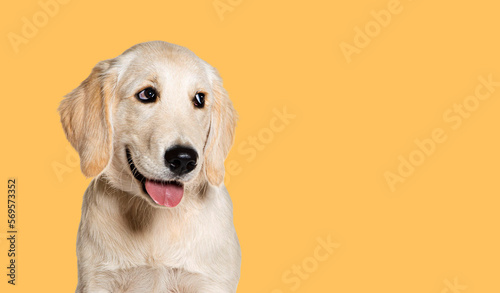 Happy Panting Puppy Golden Retriever looking away, four months old, agaisnt pastel yellow background