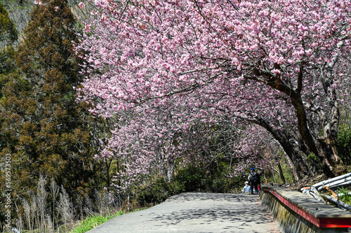 Taichung, Taiwan - FEB 26, 2020: Beautiful Cherry Blossoms in Wuling Farm,Taichung, Taiwan
