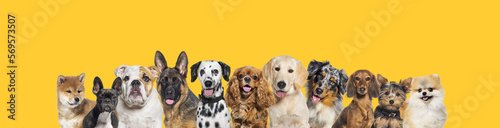 Photography Row of different size and breed dogs over yellow horizontal social media or web banner with copy space for text