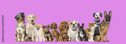 Photography Group of eleven different sizes and breeds dogs looking at the camera, some cute