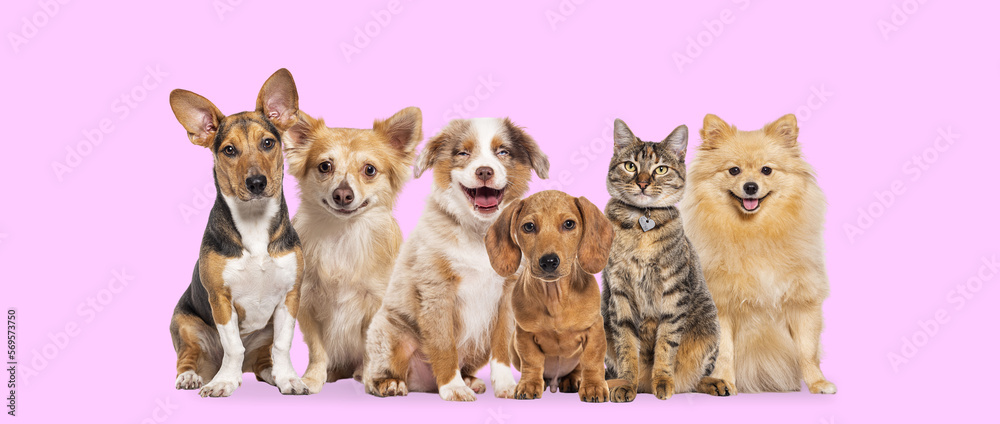 Happy sitting group dogs and a cat looking at the camera and panting mouth open against a pink background