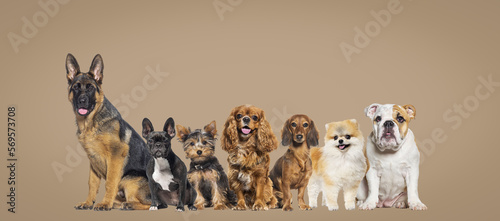 Group of dogs of different sizes and breeds looking at the camera, some cute, panting or happy, together in a row on brown pastel background