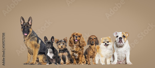 Canvas Print Group of dogs of different sizes and breeds looking at the camera, some cute, pa