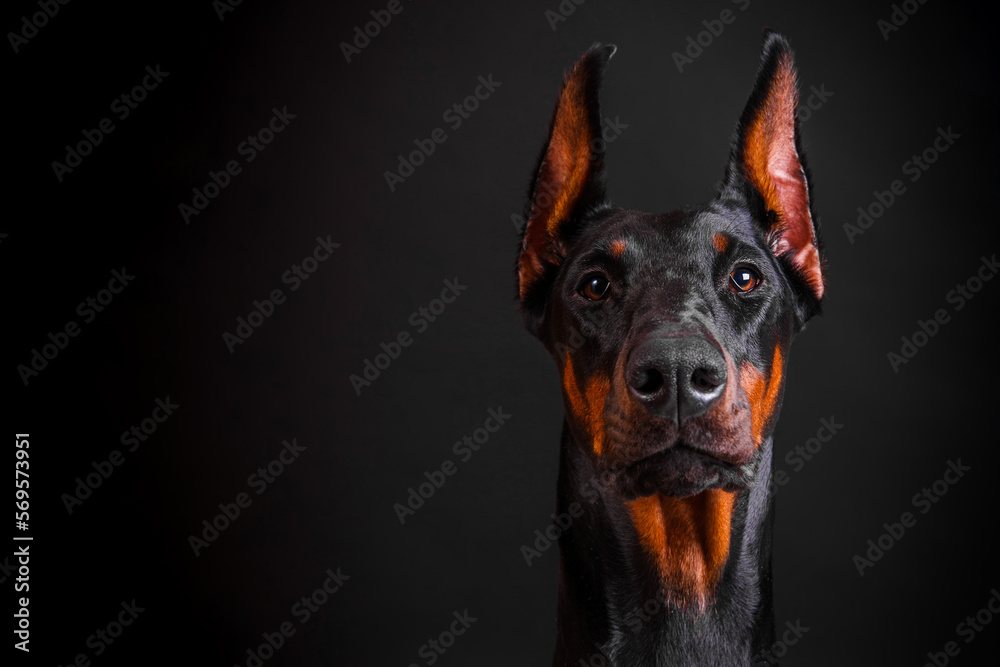 Doberman dog head close-up on a dark background