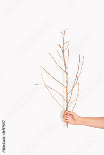 Mano de mujer sosteniendo una ramita seca sobre un fondo blanco liso y aislado. Vista de frente y de cerca. Copy space. Formato vertical