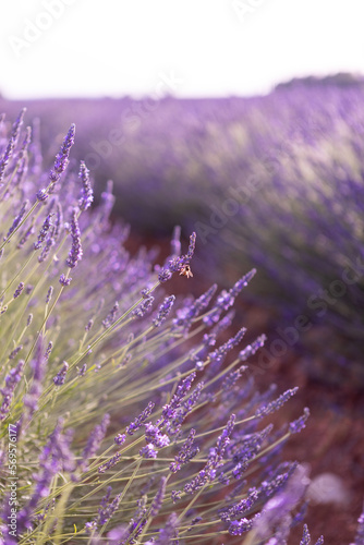 Lavender in France. Summer in Provence.
