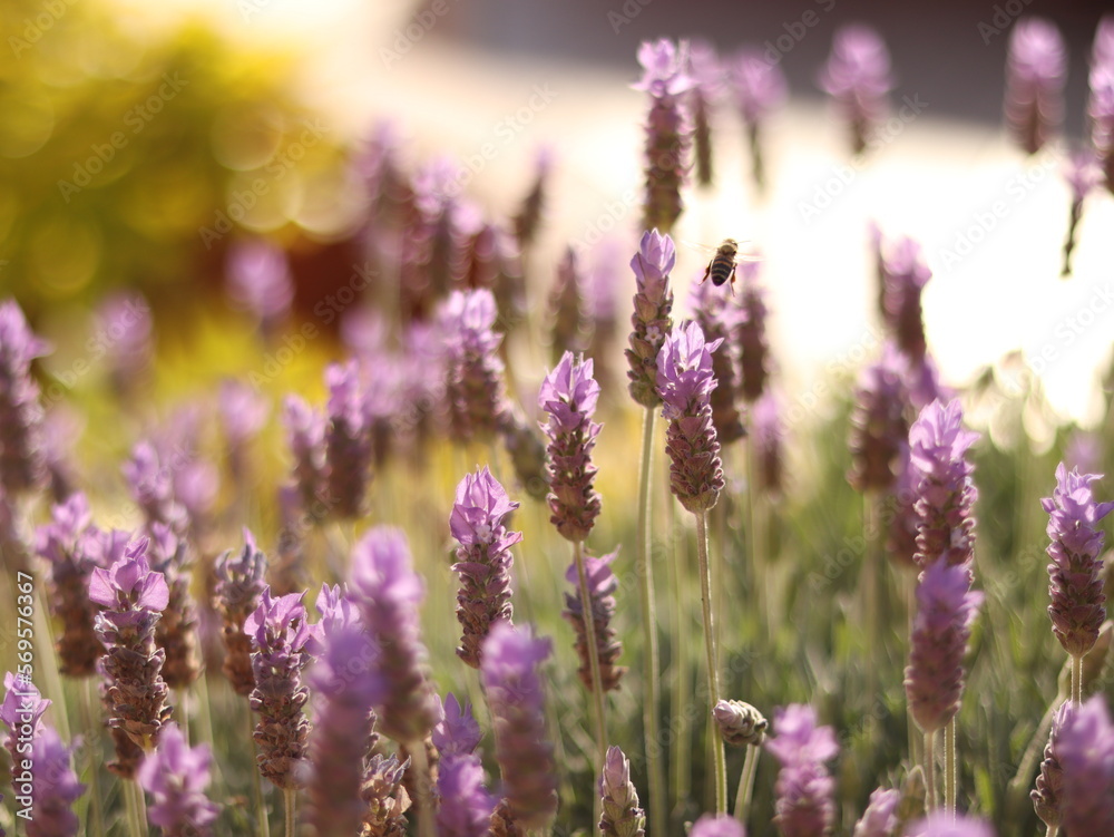 Fototapeta premium field of lavender