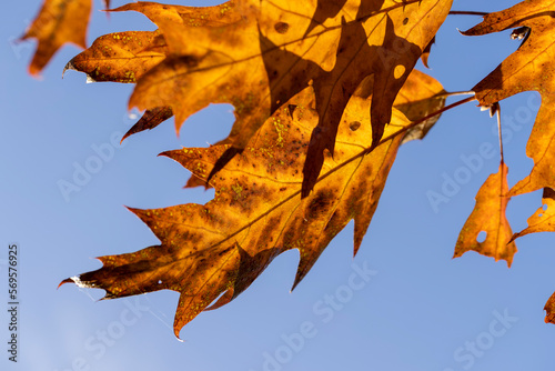 Orange dry oak foliage in the autumn season