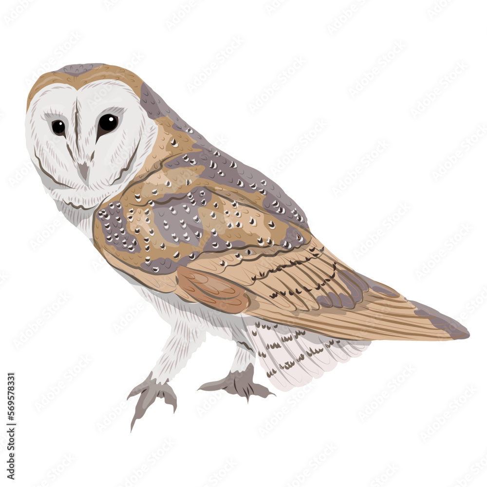Spotted brown barn owl. Night predatory birds of the forest. Realistic ...