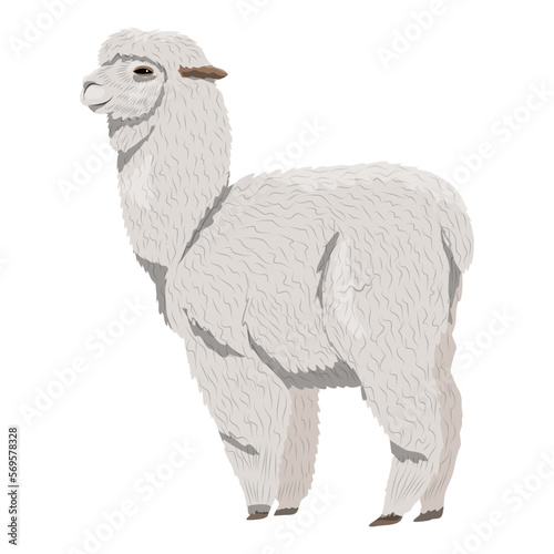 White fluffy alpaca Lama pacos. Realistic animal vector
