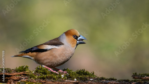 Hawfinch (Coccothraustes coccothraustes) sitting on a stump in moss. © VitOt